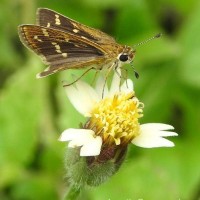 Taractrocera maevius  Fabricius, 1793